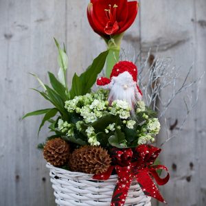 Röd amaryllis, fredskalla, vit calandiva, tomte, julpynt