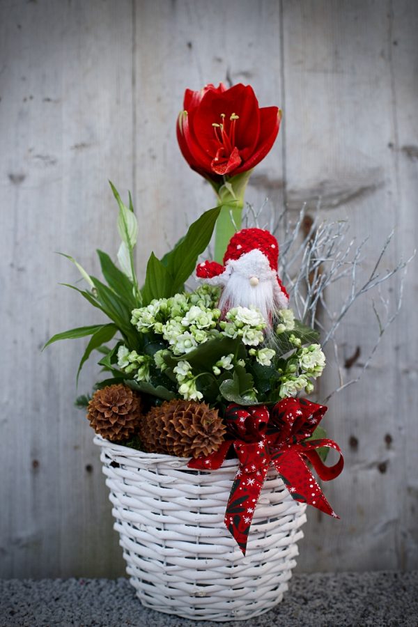 Röd amaryllis, fredskalla, vit calandiva, tomte, julpynt